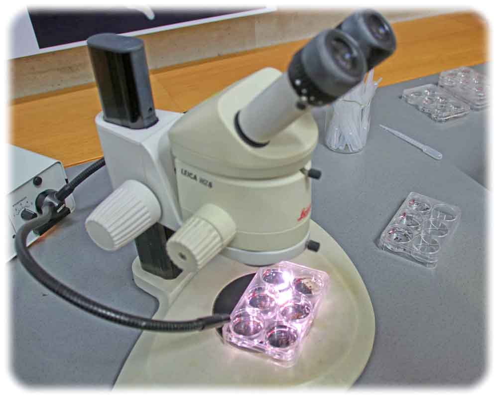 Regnerationswürmer unterm Mikroskop. Foto: Heiko Weckbrodt