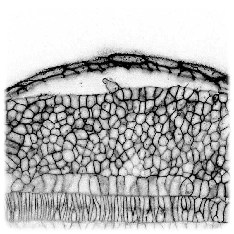 Mikroskopaufnahme eines Zebrafisch-Embryos. Abb.: Campàs Lab via TU Dresden