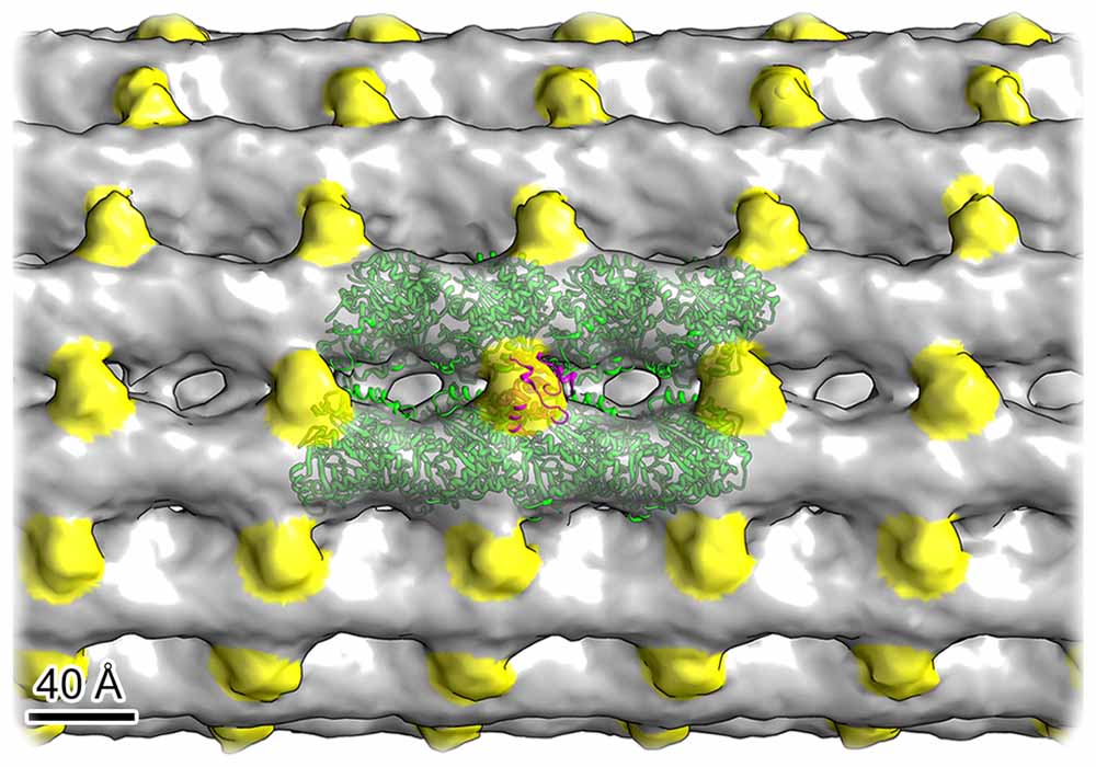 Durch Kälte-Elektronentomographien haben die Forscher das 3D-Modell eines primären Ziliums der Niere erhalten. Gestützt wird es durch Mikrotubuli (grau) mit Zweifach-Molekülketten (Dimere, grün) und Verbindungs-Proteine (gelb). Abb.: Kiesel u.a. in" Nature Structural & Molecular Biology" / MPI-CBG