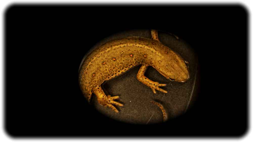 Die von der Yun-Gruppe untersuchte Salamanderart: der Grünliche Wassermolch Notophthalmus viridescens. Foto: Maximina Yun