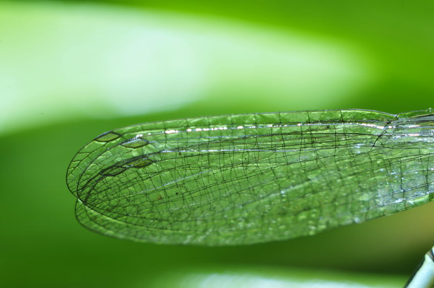 Die Bionik nimmt sich die Natur zum Vorbild - hier ein Libellenflügel. Foto: Pan Demin, 123rf.com