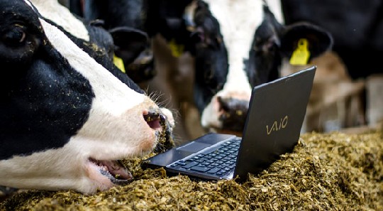 Soll Milchkühe glücklicher und gesünder machen: Die Software "Smart Feeding" berechnet Füttermischungen nach neuesten wissenschaftlichen Erkenntnissen. Foto: Fodjan