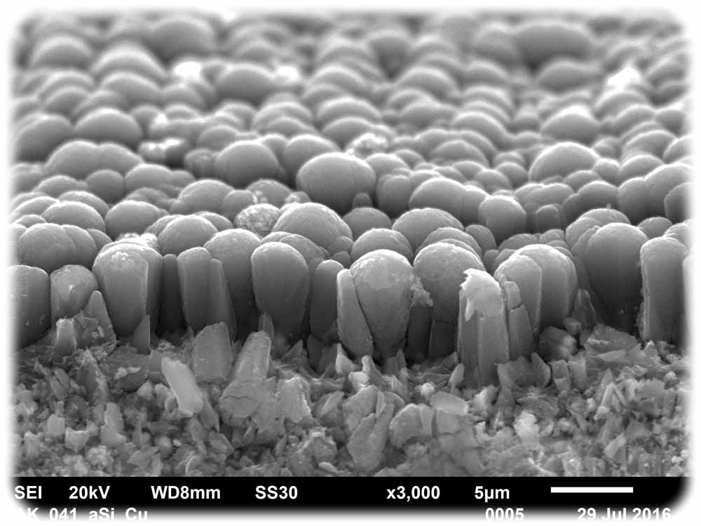 Sieht aus wie Gymnastikkeulen oder Pilze, dies sind aber Mikrofedern aus Silizium für neuartige Batterieanoden unter dem Raster-Elektronenmikroskop (REM). Abb.: Fraunhofer IWS Dresden