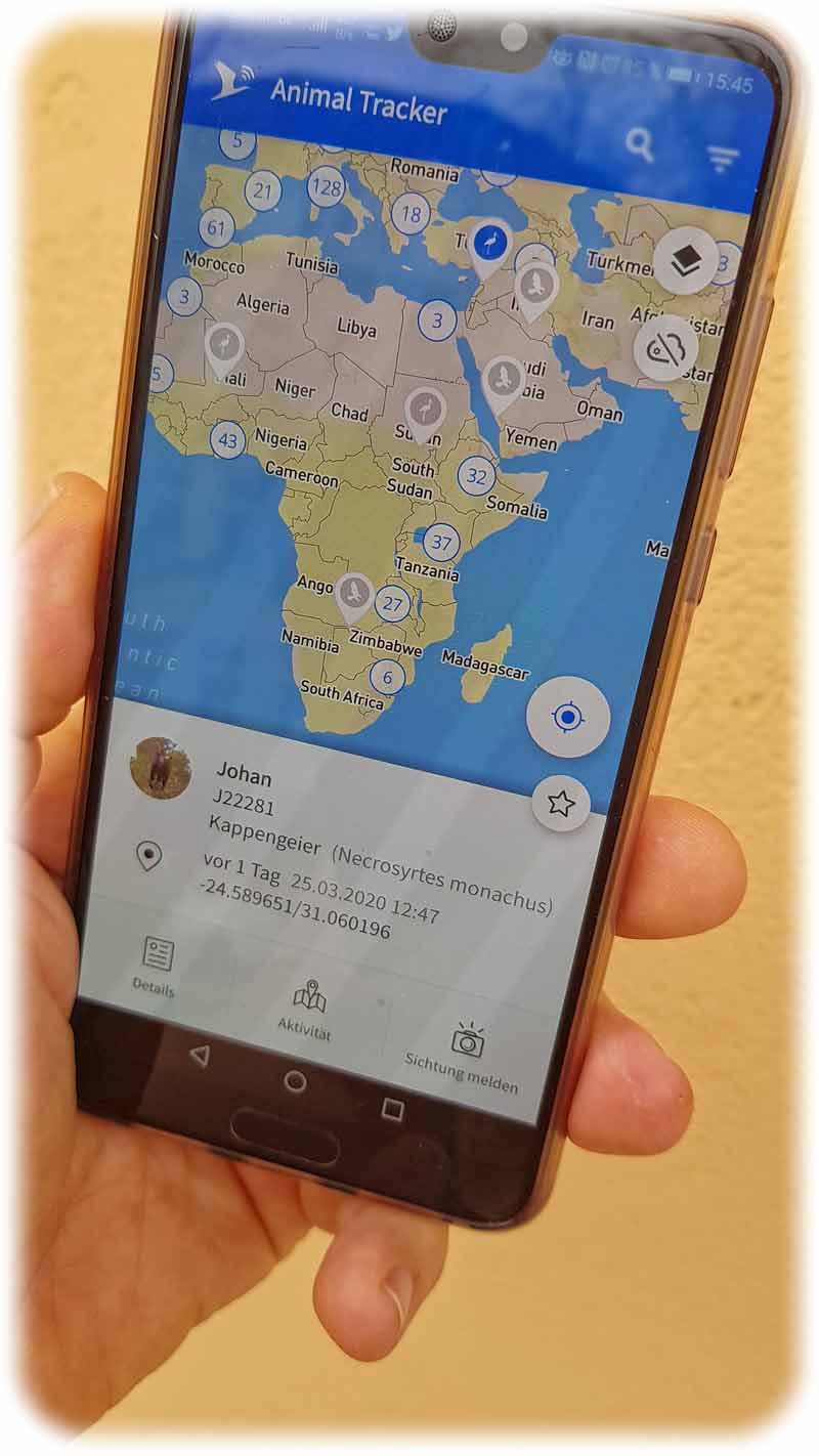 Geier Johan im Anflug auf Johannesburg. Mit der Icarus-App "Animal Tracker" können auch Laien die überwachten Tiere aufspüren. Foto: Heiko Weckbrodt