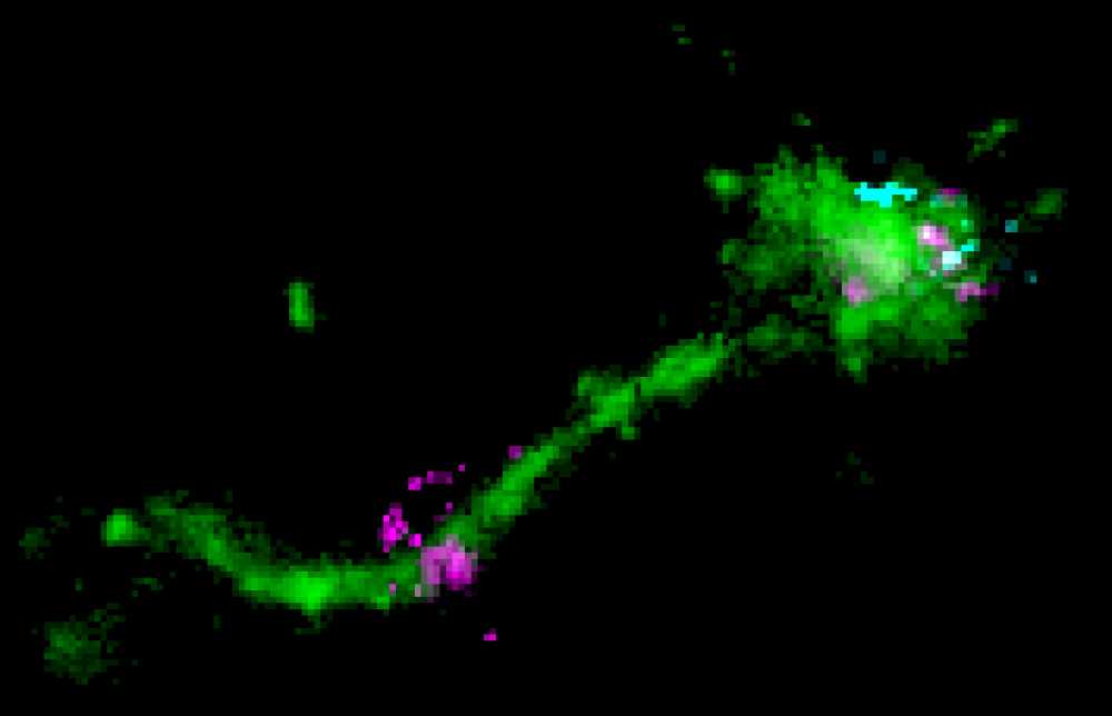 Ein Nano-Fettpartikel befindet sich auf einem langen endosomalen Tubulus (grün), zusammen mit einem senkrecht verlaufenden mRNA-Signal (cyan). Das Bild zeigt wahrscheinlich ein Entkommen von mRNA (lila). Abb.: Marino Zerial / MPI-CBG