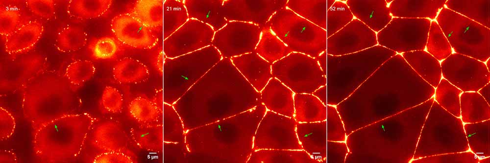 Die drei Mikroskopaufnahmen zeigen, wie sich die Zellen im Epithelgewebe um ein Organ herum zu einer kaum noch durchdringbaren Schutzbarriere gegen Krankheitserreger zusammenfügen. Mikroskopaufnahmen: Oliver Beutel, MPI-CBG