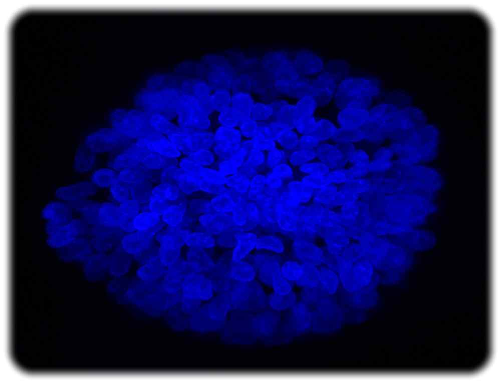 Zellkerne eines menschlichen Organoids der Bauchspeicheldrüse. Aufnahme: Carla A. Gonçalves, DanStem