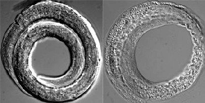 Wässriger (l.= und ausgetrockneter Fadenwurm unterm Mikroskop. Foto: MPI-CBG