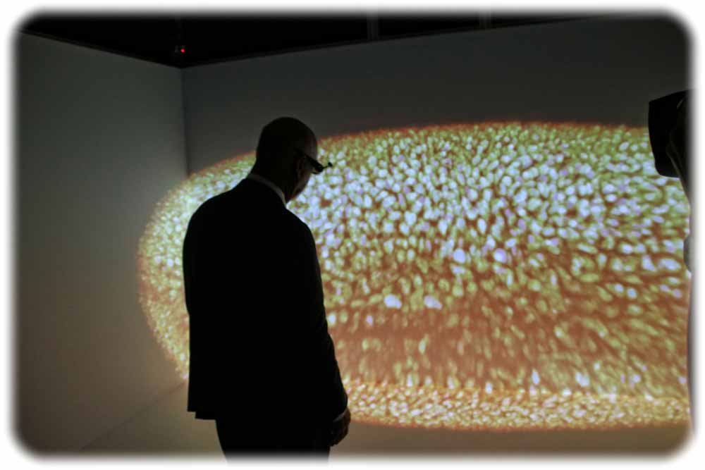 Millionenfach vergrößerte 3D-Ansicht eines Fruchtfliegen-Embryos im Cave des Zentrums für Zellbiologie Dresden. Foto: Heiko Weckbrodt